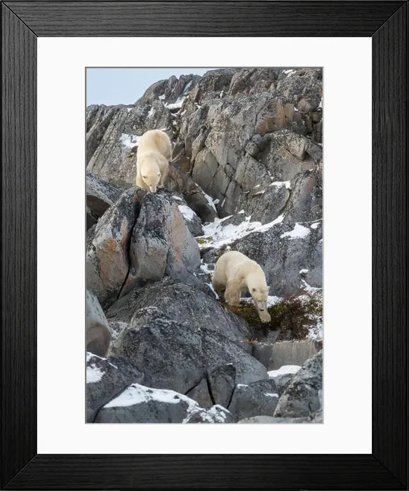 Framed Print : Two polar bears making their way down the rocky shoreline of Hudson Bay near Churchill, Manitoba Framed Print : Two polar bears making their way down the rocky shoreline of Hudson Bay near Churchill, Manitoba