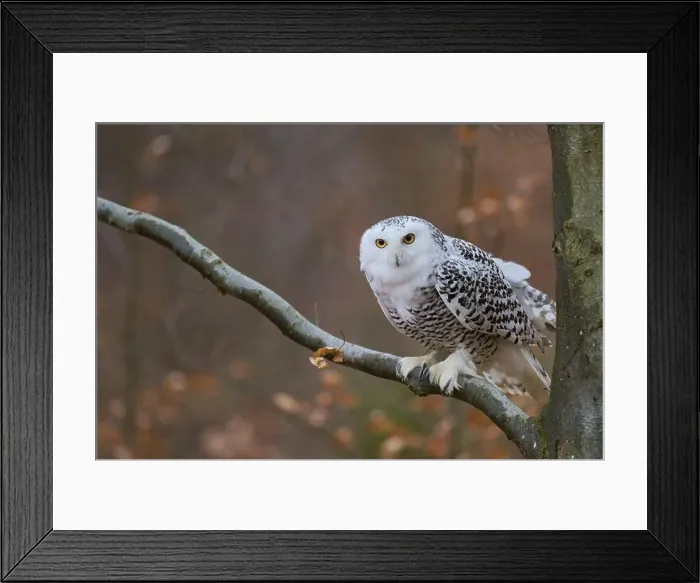 Framed Print : Snowy owl on branch (Bubo scandiacus) captive, Czech Republic, Europe Framed Print : Snowy owl on branch (Bubo scandiacus) captive, Czech Republic, Europe