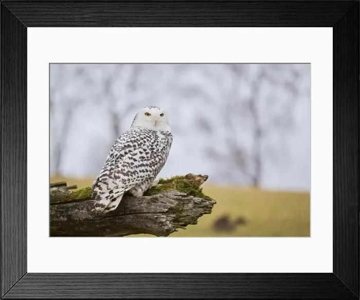 Framed Print : Snowy owl on branch (Bubo scandiacus) captive, Czech Republic, Europe Framed Print : Snowy owl on branch (Bubo scandiacus) captive, Czech Republic, Europe