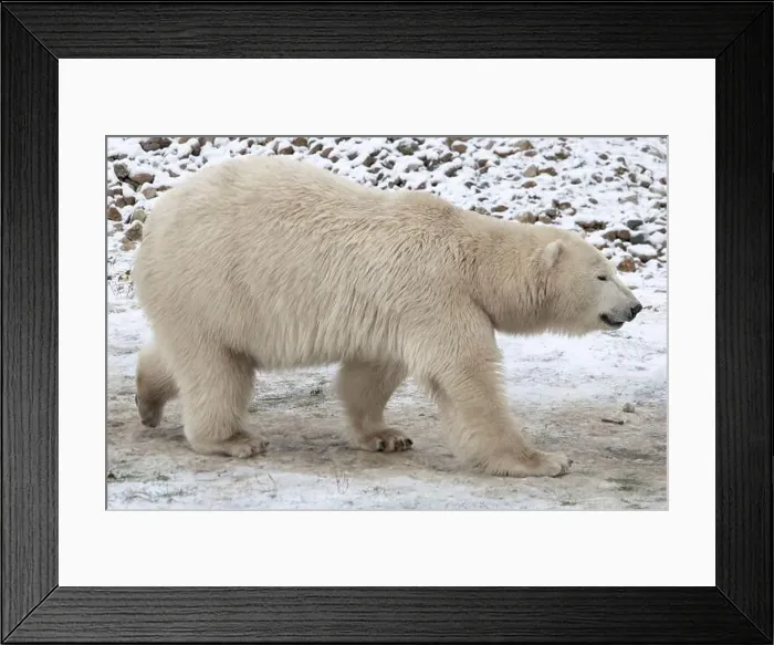 Framed Print : Young adult female polar bear walks across the snow and ice Framed Print : Young adult female polar bear walks across the snow and ice