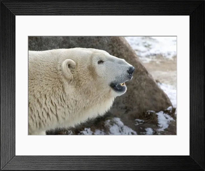Framed Print : Close up a portrait of a polar bear. Profile