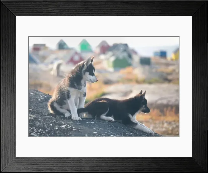 Framed Print : Greenland dog, husky lying peacefully on rocks in front of houses, Greenland Beautiful sunny day in summer season Framed Print : Greenland dog, husky lying peacefully on rocks in front of houses, Greenland Beautiful sunny day in summer season