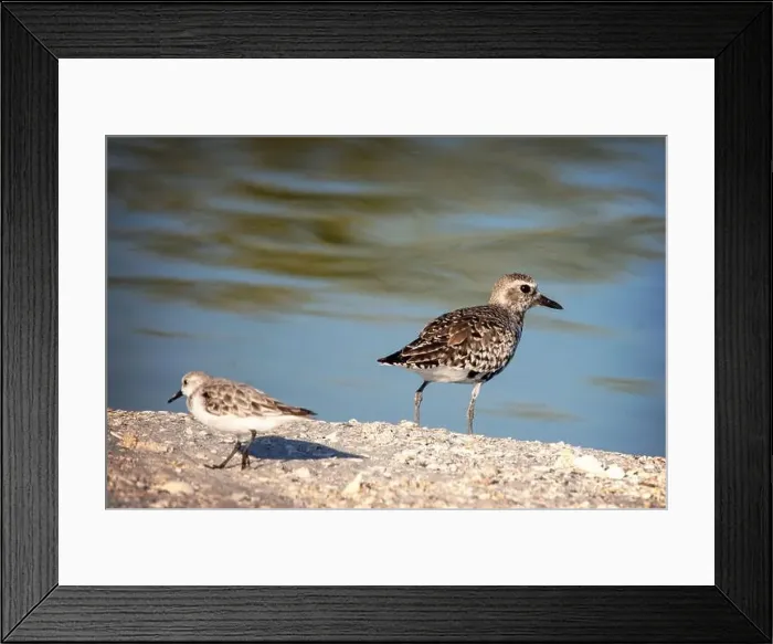 Framed Print : A Sanderling, (Calidris alba) left and a Black-bellied Plover (Pluvialis squatarola) on right Framed Print : A Sanderling, (Calidris alba) left and a Black-bellied Plover (Pluvialis squatarola) on right