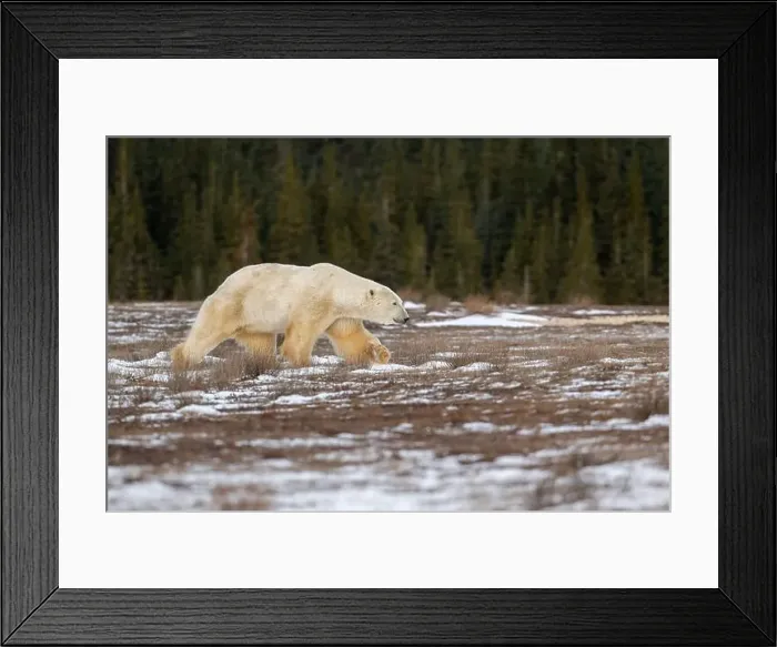 Framed Print : Polar bear walking through a snow covered field in October near Churchill, Manitoba Framed Print : Polar bear walking through a snow covered field in October near Churchill, Manitoba