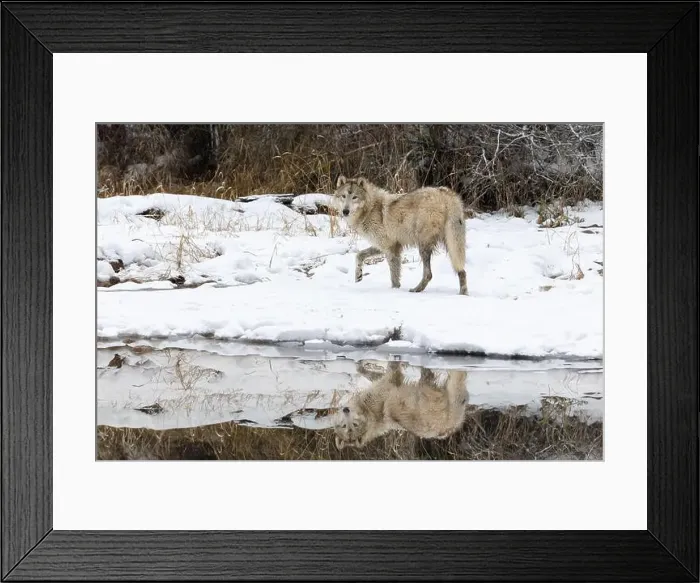 Framed Print : The gray wolf or grey wolf is native to Eurasia and N America Framed Print : The gray wolf or grey wolf is native to Eurasia and N America
