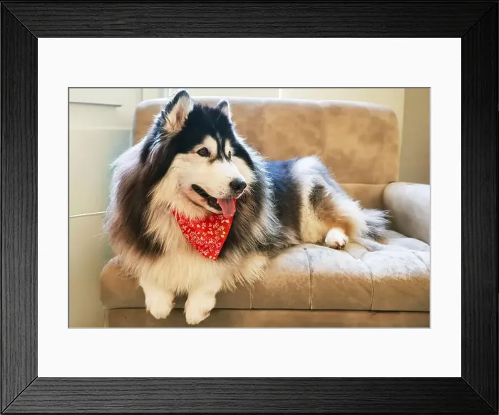 Framed Print : Beautiful Siberian Husky Relaxing on a Couch Framed Print : Beautiful Siberian Husky Relaxing on a Couch