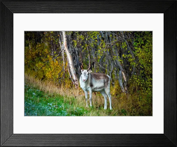 Framed Print : Reindeer in the Wild - Norway Framed Print : Reindeer in the Wild - Norway