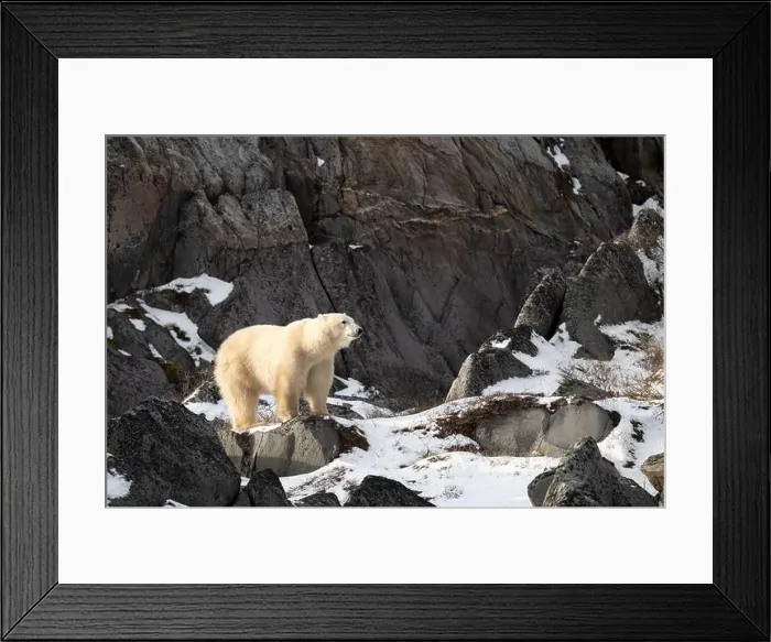 Framed Print : Young polar bear making its way along the rocky shore of Hudson Bay near Churchill, Manitoba Framed Print : Young polar bear making its way along the rocky shore of Hudson Bay near Churchill, Manitoba