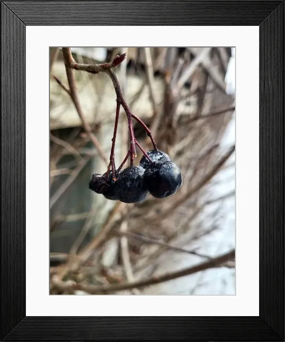 Framed Print : Frost Covered Berries On A Branch During Winter Morning Outdoors Framed Print : Frost Covered Berries On A Branch During Winter Morning Outdoors