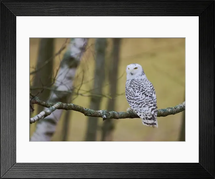 Framed Print : Snowy owl on branch (Bubo scandiacus) captive, Czech Republic, Europe Framed Print : Snowy owl on branch (Bubo scandiacus) captive, Czech Republic, Europe