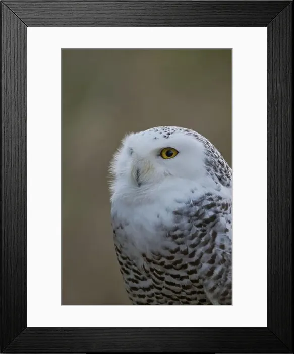 Framed Print : Snowy owl (Bubo scandiacus) captive, Czech Republic, Europe Framed Print : Snowy owl (Bubo scandiacus) captive, Czech Republic, Europe