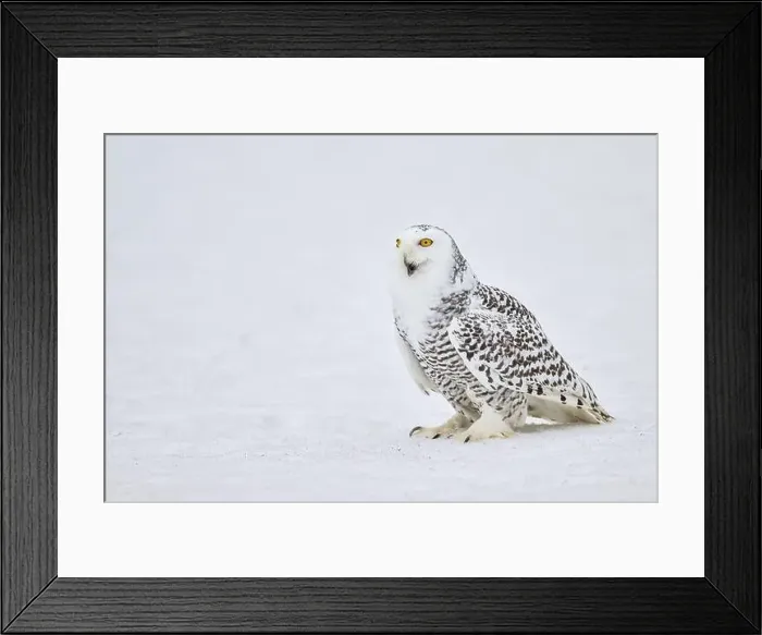 Framed Print : Snowy owl in the snow (Bubo scandiacus) captive, Czech Republic, Europe Framed Print : Snowy owl in the snow (Bubo scandiacus) captive, Czech Republic, Europe
