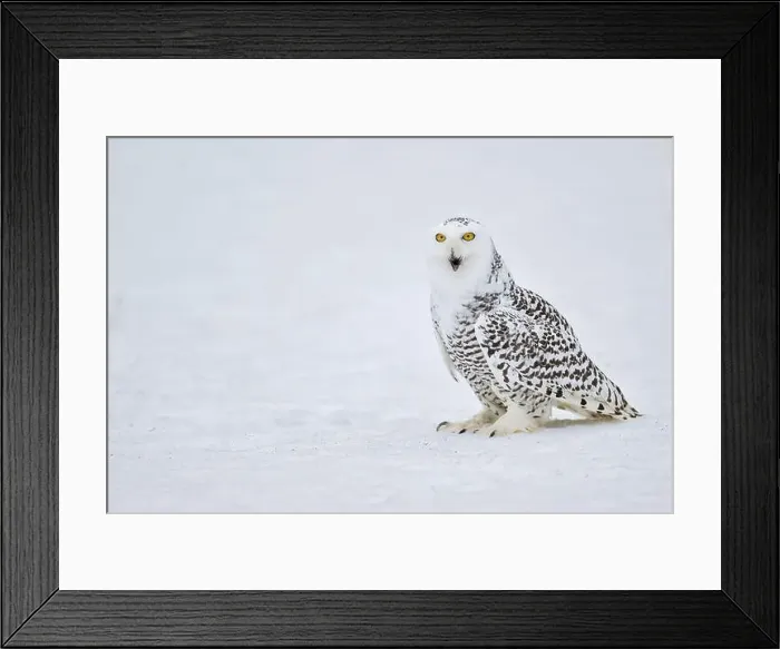 Framed Print : Snowy owl in the snow (Bubo scandiacus) captive, Czech Republic, Europe Framed Print : Snowy owl in the snow (Bubo scandiacus) captive, Czech Republic, Europe