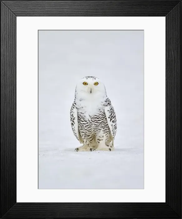 Framed Print : Snowy owl in the snow (Bubo scandiacus) captive, Czech Republic, Europe Framed Print : Snowy owl in the snow (Bubo scandiacus) captive, Czech Republic, Europe