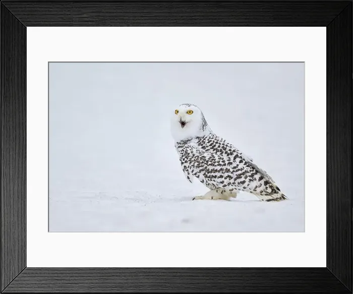 Framed Print : Snowy owl in the snow (Bubo scandiacus) captive, Czech Republic, Europe Framed Print : Snowy owl in the snow (Bubo scandiacus) captive, Czech Republic, Europe
