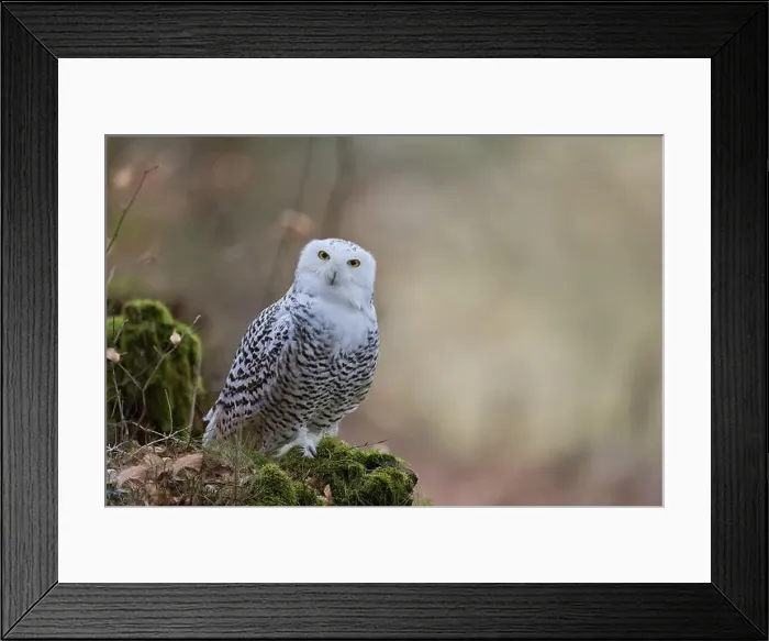 Framed Print : Snowy owl (Bubo scandiacus) captive, Czech Republic, Europe Framed Print : Snowy owl (Bubo scandiacus) captive, Czech Republic, Europe