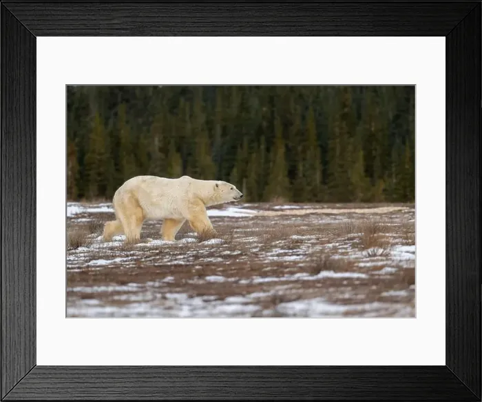 Framed Print : Polar bear walking through a snow covered field in October near Churchill, Manitoba Framed Print : Polar bear walking through a snow covered field in October near Churchill, Manitoba
