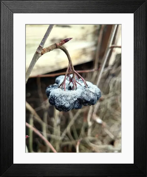 Framed Print : Frost Covered Berries On A Branch During Winter Morning Outdoors Framed Print : Frost Covered Berries On A Branch During Winter Morning Outdoors