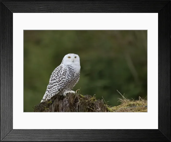 Framed Print : Snowy owl (Bubo scandiacus) captive, Czech Republic, Europe
