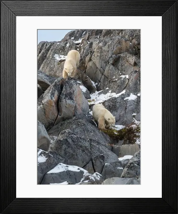 Framed Print : Two polar bears making their way down the rocky shoreline of Hudson Bay near Churchill, Manitoba Framed Print : Two polar bears making their way down the rocky shoreline of Hudson Bay near Churchill, Manitoba