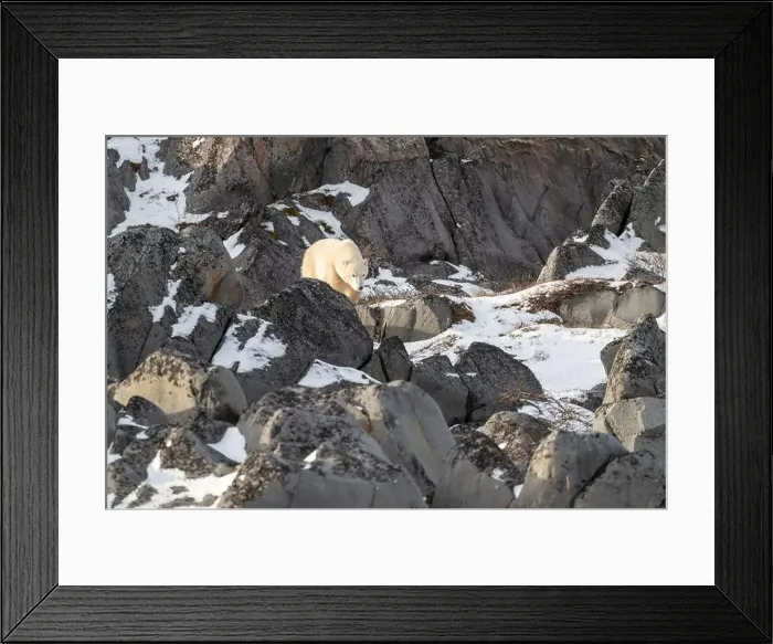 Framed Print : Young polar bear making its way along the rocky shore of Hudson Bay near Churchill, Manitoba Framed Print : Young polar bear making its way along the rocky shore of Hudson Bay near Churchill, Manitoba