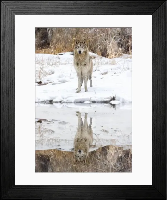 Framed Print : The gray wolf or grey wolf is native to Eurasia and N America Framed Print : The gray wolf or grey wolf is native to Eurasia and N America