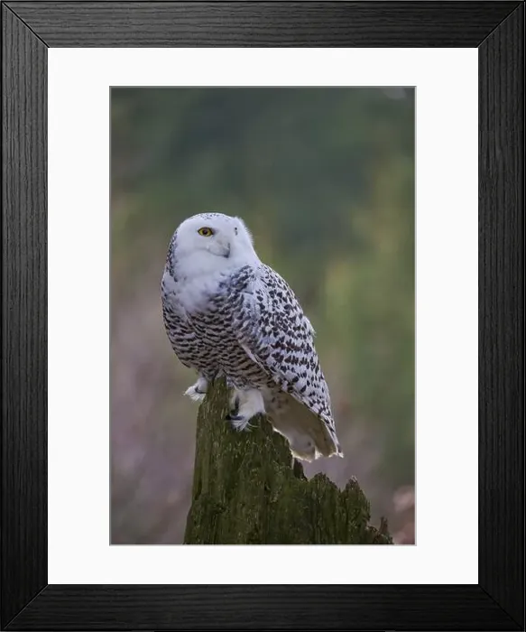 Framed Print : Snowy owl (Bubo scandiacus) captive, Czech Republic, Europe