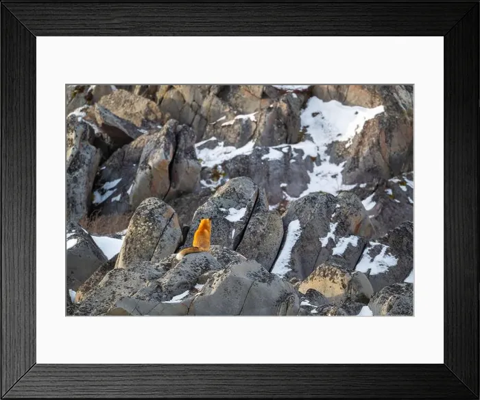 Framed Print : A red fox running sitting on rocky shoreline of Hudson Bay near Churchill, Manitoba, in fall Framed Print : A red fox running sitting on rocky shoreline of Hudson Bay near Churchill, Manitoba, in fall