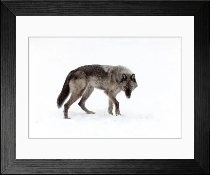 Framed Print : The gray wolf or grey wolf is native to Eurasia and N America Framed Print : The gray wolf or grey wolf is native to Eurasia and N America