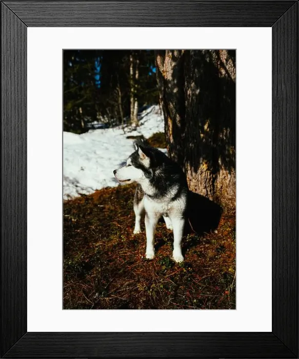 Framed Print : Alaskan malamute standing in spring sunlight Framed Print : Alaskan malamute standing in spring sunlight