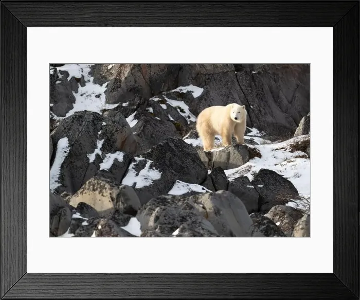 Framed Print : Young polar bear making its way along the rocky shore of Hudson Bay near Churchill, Manitoba Framed Print : Young polar bear making its way along the rocky shore of Hudson Bay near Churchill, Manitoba
