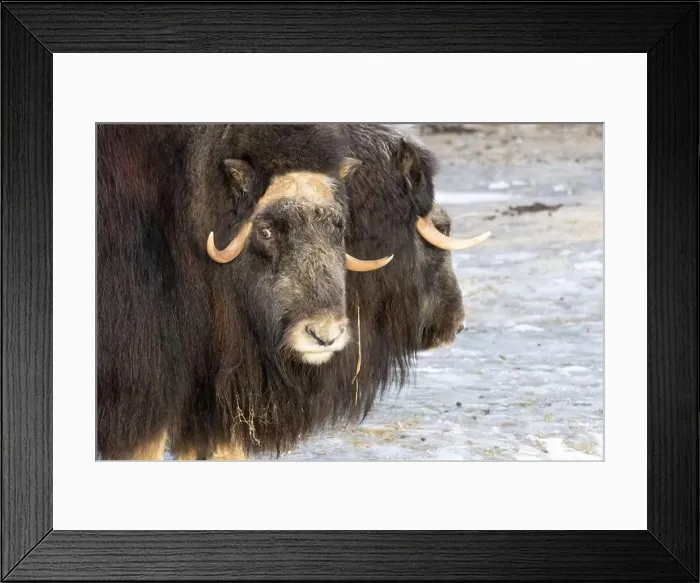 Framed Print : Angry musk oxes with big horns staying on first snow Framed Print : Angry musk oxes with big horns staying on first snow