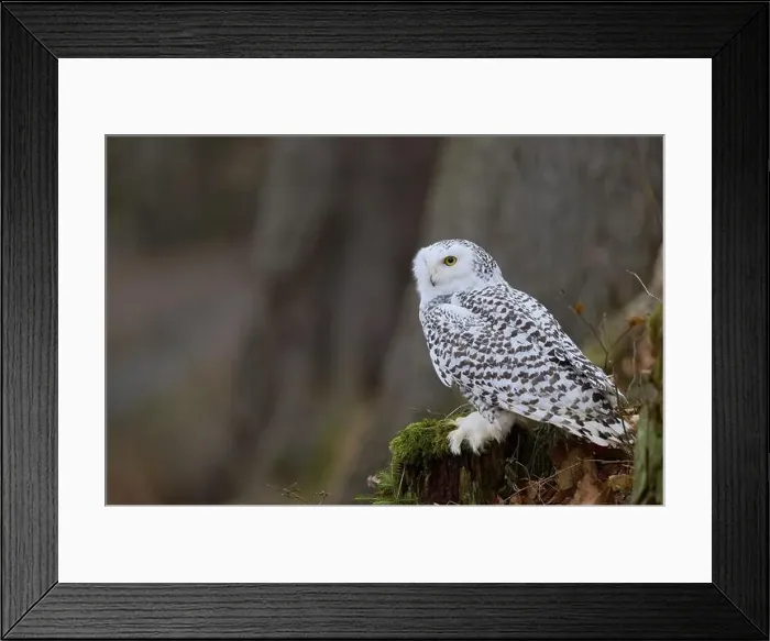 Framed Print : Snowy owl (Bubo scandiacus) captive, Czech Republic, Europe Framed Print : Snowy owl (Bubo scandiacus) captive, Czech Republic, Europe