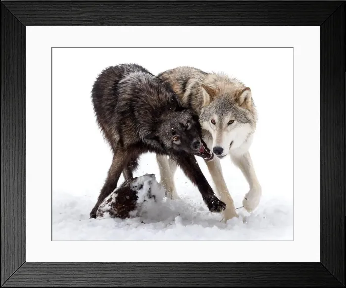 Framed Print : The gray wolf or grey wolf is native to Eurasia and N America Framed Print : The gray wolf or grey wolf is native to Eurasia and N America