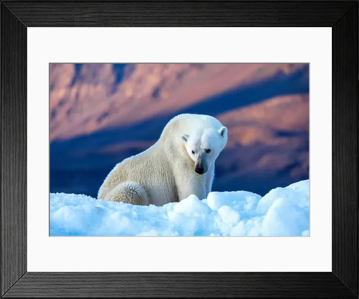 Framed Print : Polar bear, ursus maritimus, and the red rock mountains of Vikinge Bay Framed Print : Polar bear, ursus maritimus, and the red rock mountains of Vikinge Bay