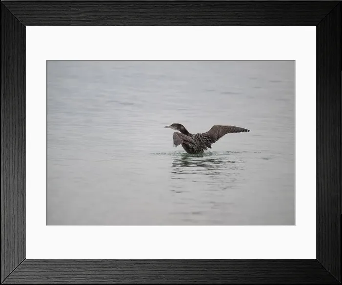 Framed Print : The largest of the UK's divers Framed Print : The largest of the UK's divers