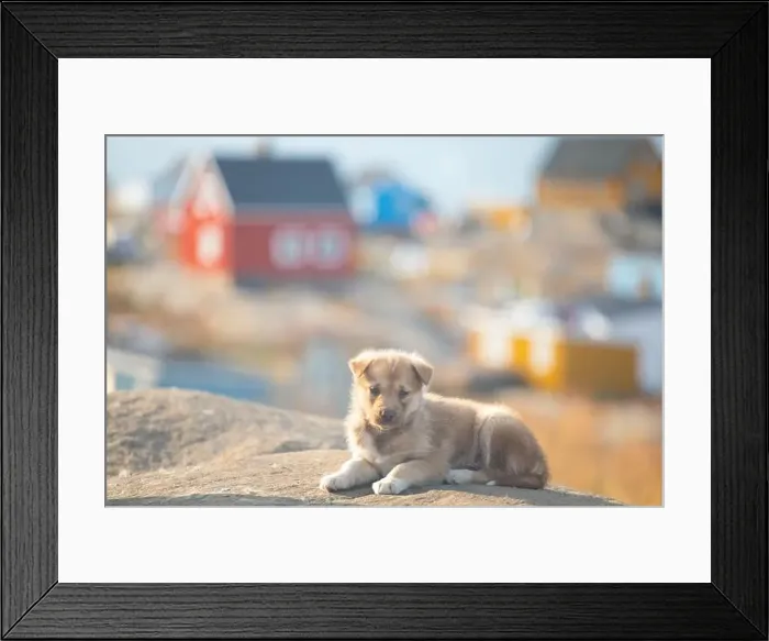 Framed Print : Greenland dog, husky lying peacefully on rocks in front of houses, Greenland Beautiful sunny day in summer season Framed Print : Greenland dog, husky lying peacefully on rocks in front of houses, Greenland Beautiful sunny day in summer season