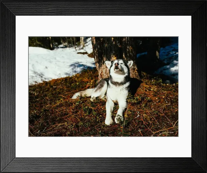 Framed Print : Alaskan malamute enjoying spring sunshine outdoors Framed Print : Alaskan malamute enjoying spring sunshine outdoors