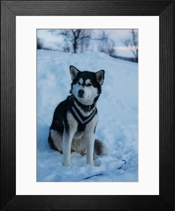 Framed Print : Majestic Alaskan Malamute Sitting in Snowy Landscape Framed Print : Majestic Alaskan Malamute Sitting in Snowy Landscape