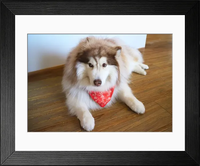 Framed Print : Adorable Red Siberian Husky Relaxing in the Living Room Framed Print : Adorable Red Siberian Husky Relaxing in the Living Room