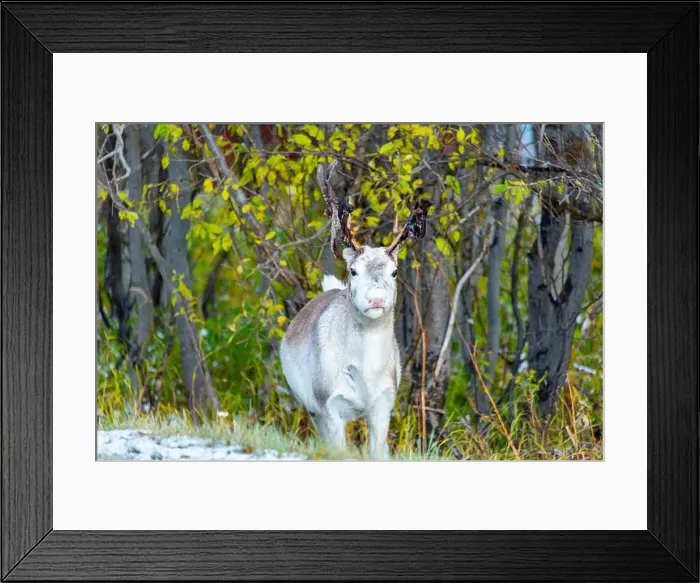 Framed Print : Reindeer in the Wild - Norway