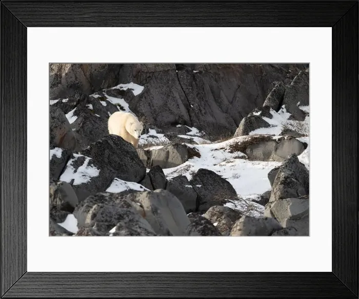 Framed Print : Young polar bear making its way along the rocky shore of Hudson Bay near Churchill, Manitoba Framed Print : Young polar bear making its way along the rocky shore of Hudson Bay near Churchill, Manitoba