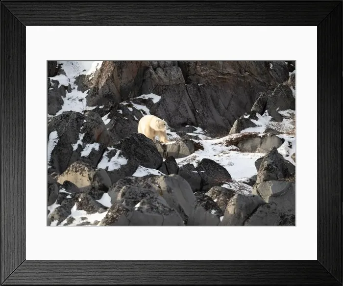 Framed Print : Young polar bear making its way along the rocky shore of Hudson Bay near Churchill, Manitoba Framed Print : Young polar bear making its way along the rocky shore of Hudson Bay near Churchill, Manitoba