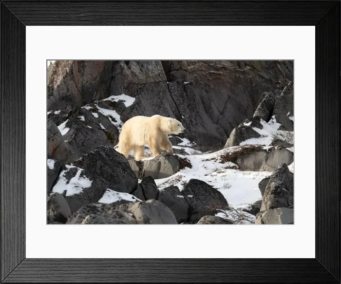 Framed Print : Young polar bear making its way along the rocky shore of Hudson Bay near Churchill, Manitoba Framed Print : Young polar bear making its way along the rocky shore of Hudson Bay near Churchill, Manitoba
