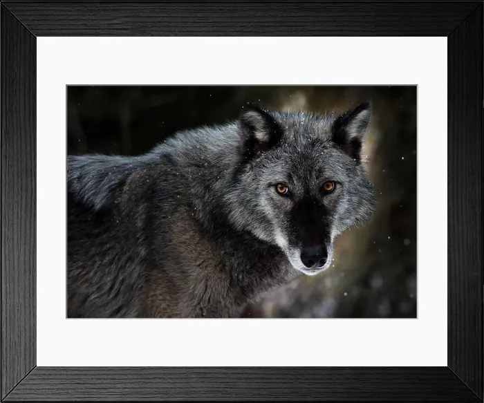 Framed Print : The gray wolf or grey wolf is native to Eurasia and N America Framed Print : The gray wolf or grey wolf is native to Eurasia and N America