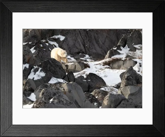 Framed Print : Young polar bear making its way along the rocky shore of Hudson Bay near Churchill, Manitoba Framed Print : Young polar bear making its way along the rocky shore of Hudson Bay near Churchill, Manitoba