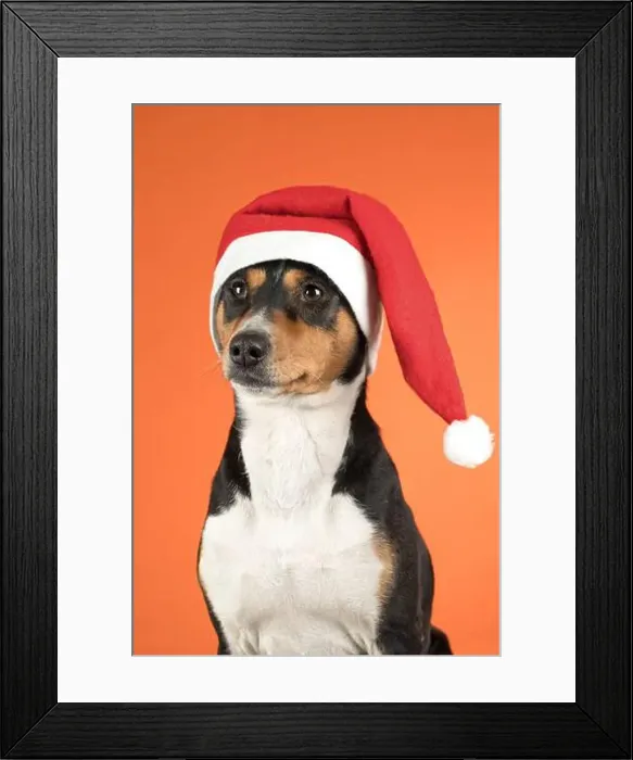 Framed Print : portrait of a Basenji dog in a Santa Claus Christmas hat on an orange background Framed Print : portrait of a Basenji dog in a Santa Claus Christmas hat on an orange background