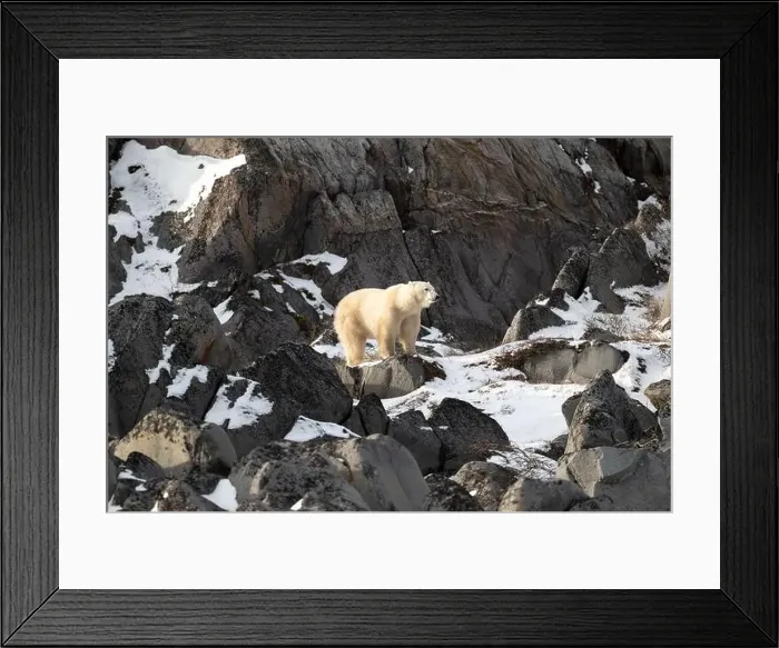 Framed Print : Young polar bear making its way along the rocky shore of Hudson Bay near Churchill, Manitoba Framed Print : Young polar bear making its way along the rocky shore of Hudson Bay near Churchill, Manitoba
