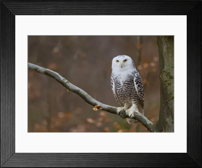 Framed Print : Snowy owl on branch (Bubo scandiacus) captive, Czech Republic, Europe Framed Print : Snowy owl on branch (Bubo scandiacus) captive, Czech Republic, Europe