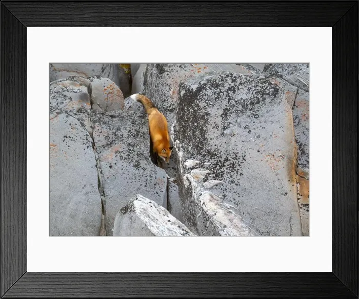Framed Print : A red fox running down the rocky shoreline of Hudson Bay near Churchill, Manitoba, in fall